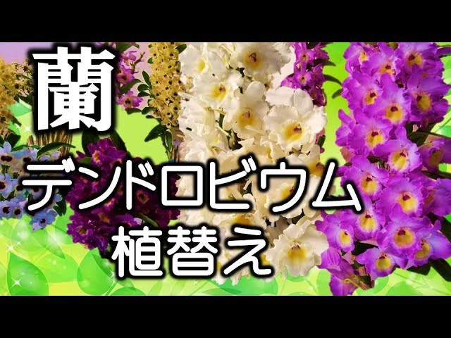 蘭【デンドロビウム】植え替え セカンドラブ ”トキメキ” - YouTube