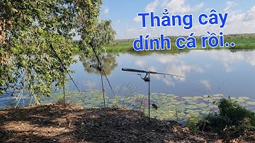 Theo bầy tra khủng Tràm Chim. Tổng kết và món cá tra nấu khoai cao | Săn bắt SÓC TRĂNG |