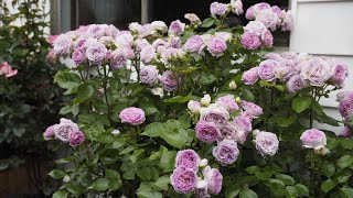 Famous Arctic Blue rose - Bedard, season 2022 Net Worth