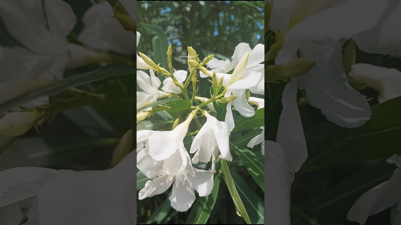 Nerium Oleander | White Oleander