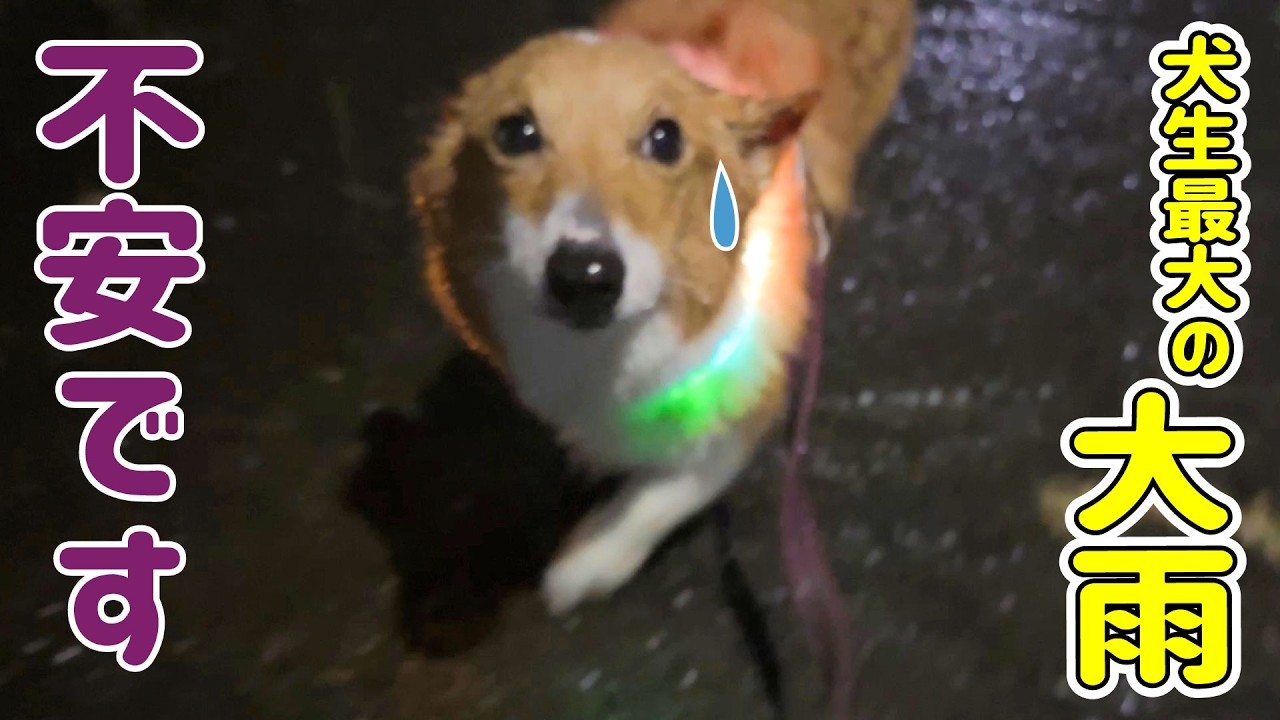 Caught in a sudden downpour while out for a walk - YouTube
