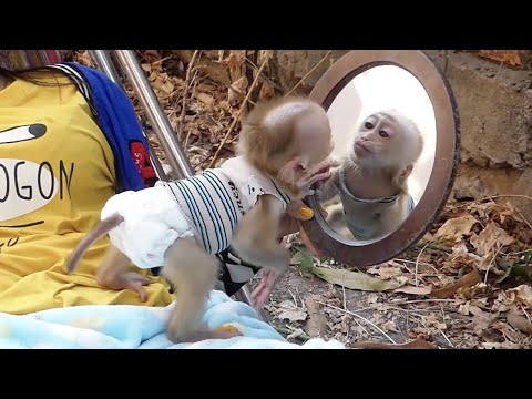 Wow So Funny!!! Baby Moly Confuse Have Other Monke