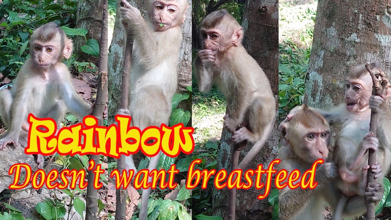 RAINBOW Cute Baby Monkey Decided To Play Fun Rather Than Breastfeed rainbow-cute-baby-monkey-decided-to-play-fun-rather-than-breastfeed