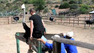 Ostrich Ride Fail