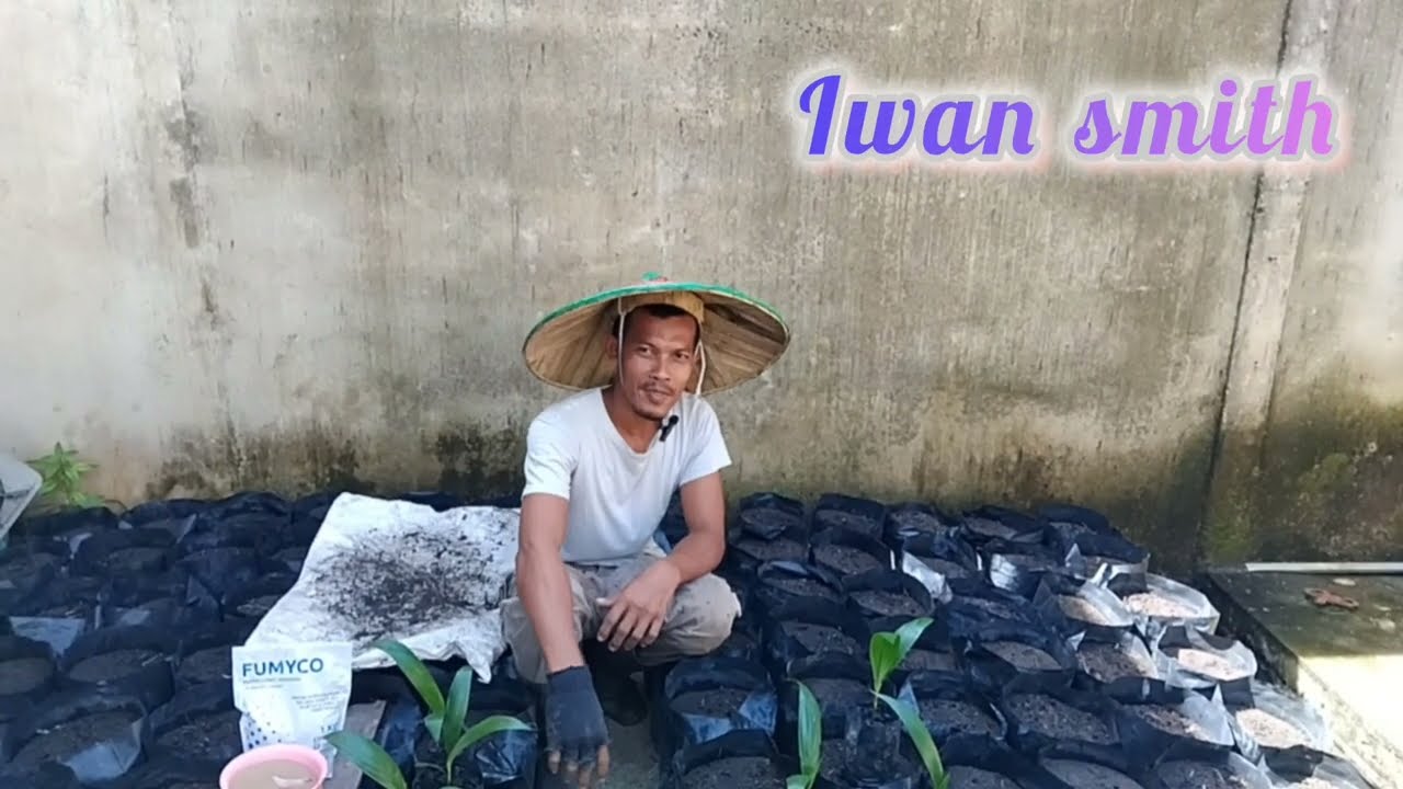 Pemindahan bibit pre nursery ke main nursery,di usia 3 bulan
