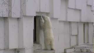 扉が開く音にビックリしたホッキョクグマ~ Polar Bear is surprised
