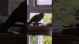 Download Lagu my pikat terkuku MP3