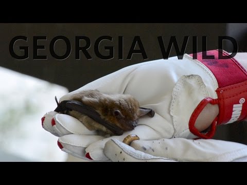Georgia Wild — Bats