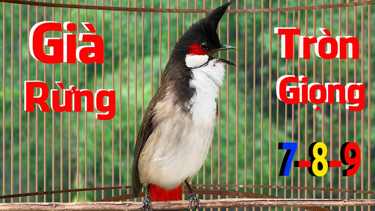 Luyện Chào Mào Hót Giọng Dài- Âm Xoắn | Chào Mào Hót Hay 2026