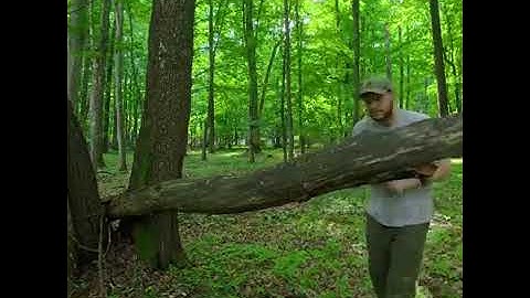 Building a secret dugout between two oak trees bushcraft survival shelter.