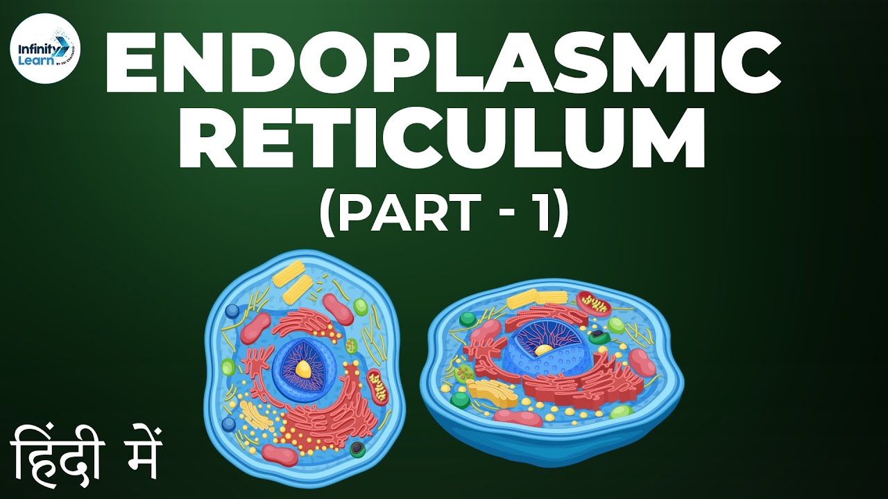 Cells - Lesson 08 | Endoplasmic Reticulum - Part 1 in Hindi (हिंदी में ...