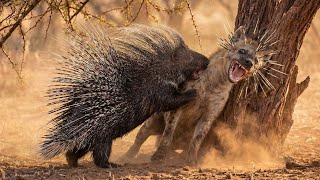 Download Lagu The Death Spine: When a Hyena Attacks the Wrong Prey | Porcupine vs Hyena | Animal Battle MP3