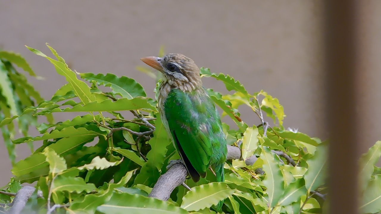 White-Cheeked Barbet | Megalaima viridis 