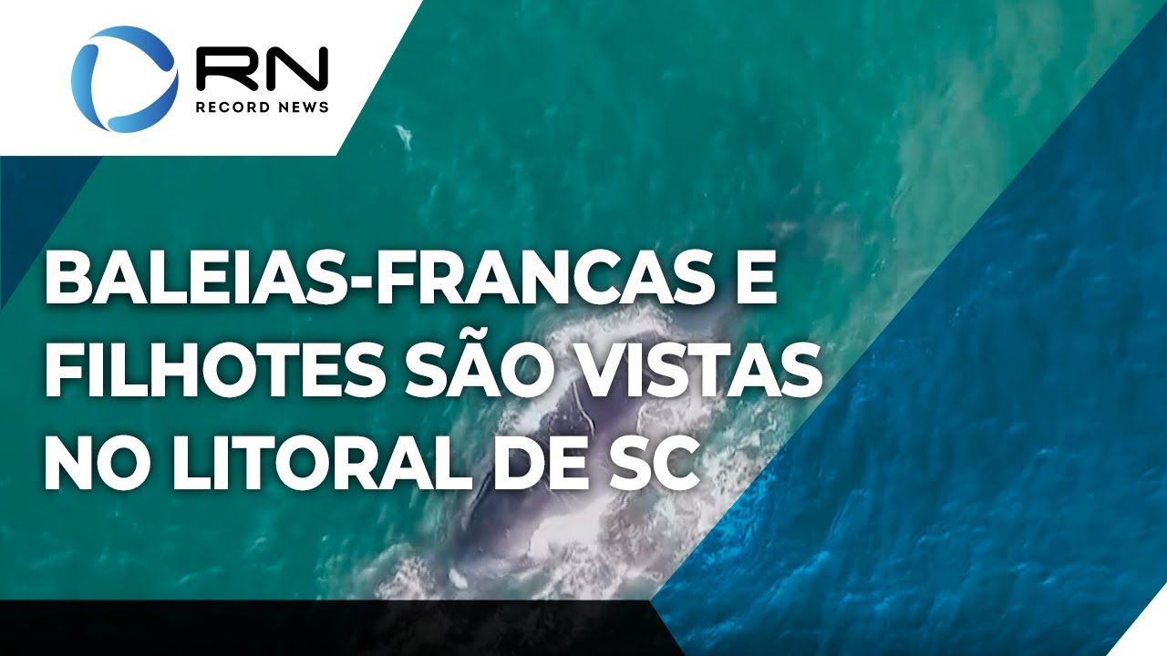 Baleias-francas são vistas no litoral de Santa Catarina