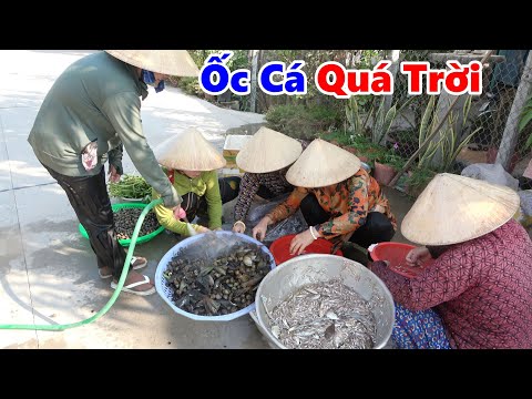 Kết Quả Như Thế Nào Khi Cả Xóm Kéo Nhau Đi Bắt Ốc Bắt Cá Ở Đuôi Còn/ #NSĐQ