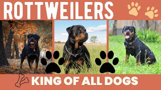 Rottweiler life style wonderful fact in 2023 by Pet Animal 396 views 11 months ago 2 minutes, 33 seconds