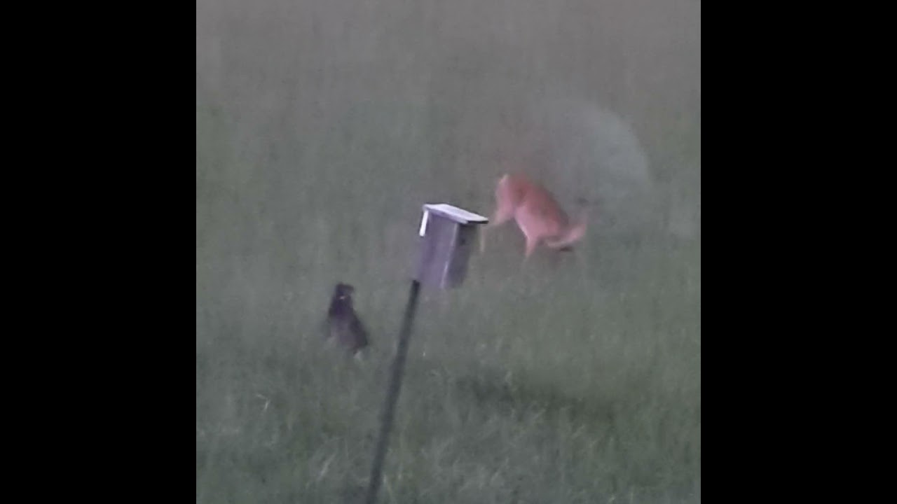 Cat Gandalf chase Deer 2023