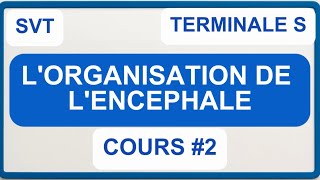 Cours 2- Svt Terminale S Organisation De Lencéphale I Les Différentes Aires Du Cerveau