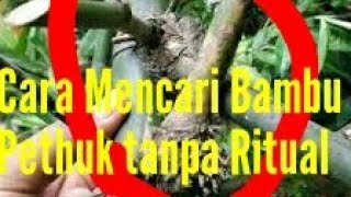 Cara mencari Bambu Pethuk