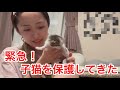 【子猫レスキュー】緊急!乳飲み子を保護しに行ってきました