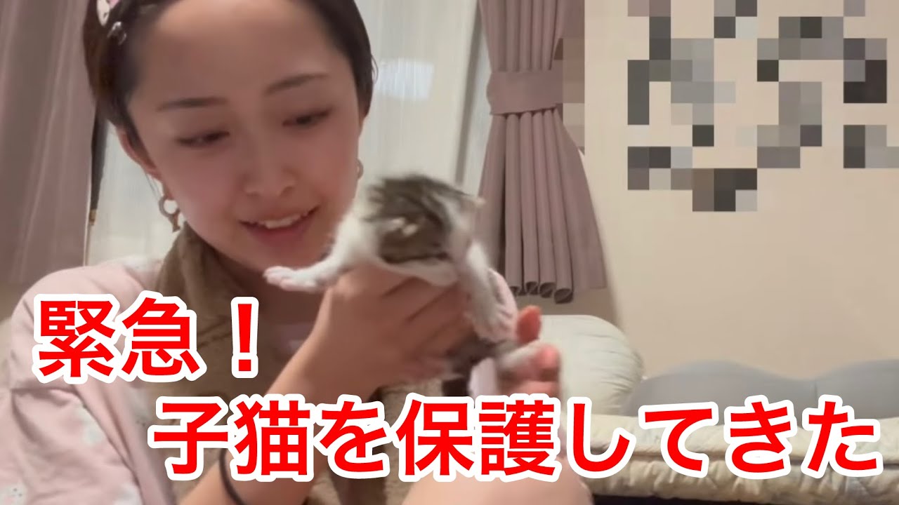 【子猫レスキュー】緊急！乳飲み子を保護しに行ってきました