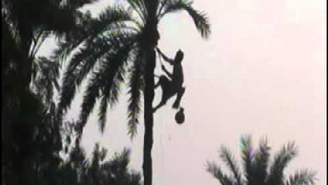 Extraction of Juice from Date Palm trees in Bangladesh
