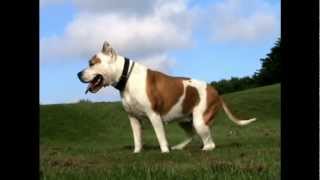 American Staffordshire Terrier, Punish The Deed Not The Breed, Hilda Loving Eyes