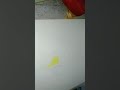 Práctica ave con pinceles water brush 🖌️