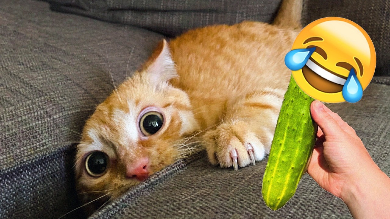 Hilarious Cat Fails and Funny Moments 2026 🐱 Best Viral Cat Compilation ...