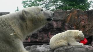 Ladogor (Kai) and Paula the Polar Bears have a time of their own, at Zoo Paradise Yagiyama