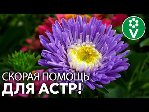 Видео: Что вызывает пятна на листьях астр: что делать с пятнами на листьях астр