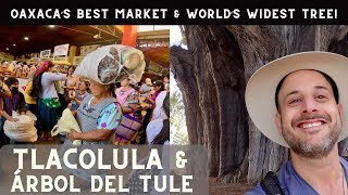 Tlacolula AND Tree of Tule: Oaxaca's BEST Market and the World's WIDEST Tree! by Gringo, Interrupted 750 views 2 weeks ago 26 minutes