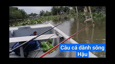 Câu cá dãnh sông Cái Sâu| YouTube Thính lang thang