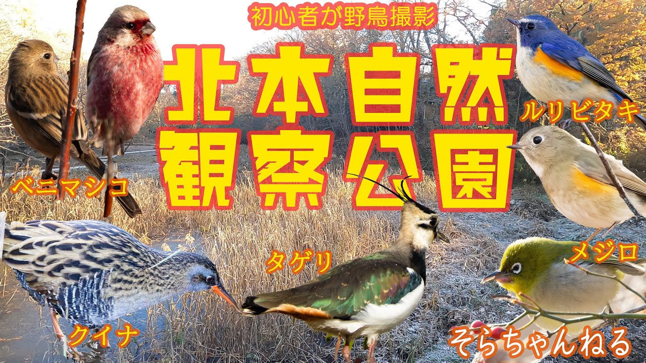 12月下旬の北本自然観察公園の探鳥+α