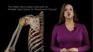 Funky Anatomy - EXAM ANSWER - The Axillary Nerve