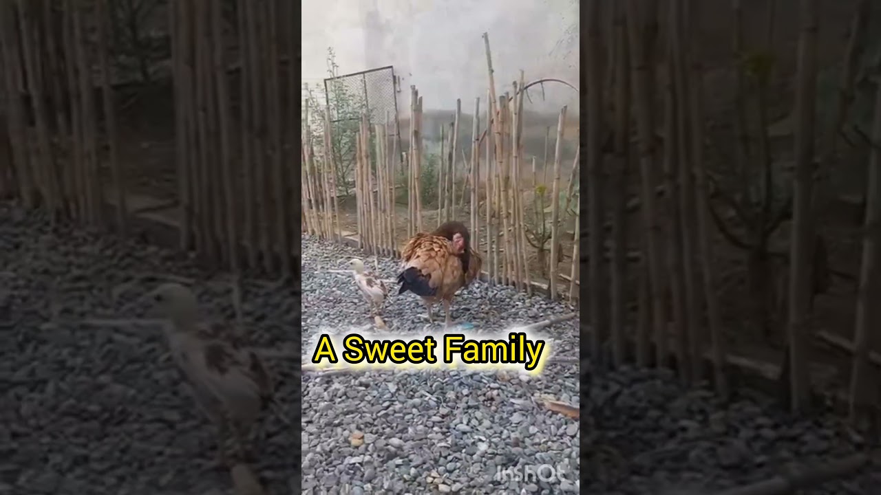 Best Aseel Breed Ever🐓🐔🐥| 