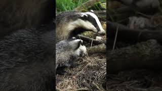 Badgers think I&#39;m part of their family #robertefuller #discoverwildlife #badger