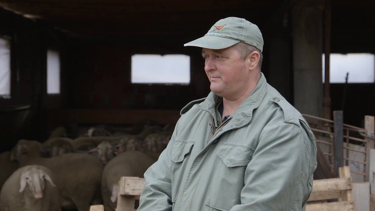 Uzgoj ovaca rase Virtemberg u Mosorinu - U nasem ataru 822