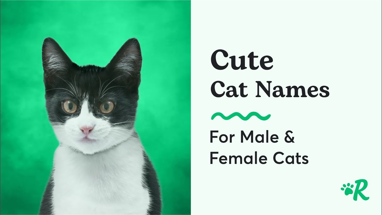 Tổng hợp cute cats names male cho mèo đực đáng yêu của bạn