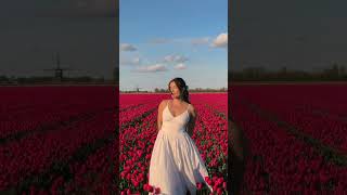 The Tulip Fields In The Netherlands Are A Breathtaking Sight Each Spring, Usually Blooming From