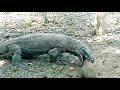 عندما يتنافس تنين الكومودو و افعى الاناكوندا العملاقه