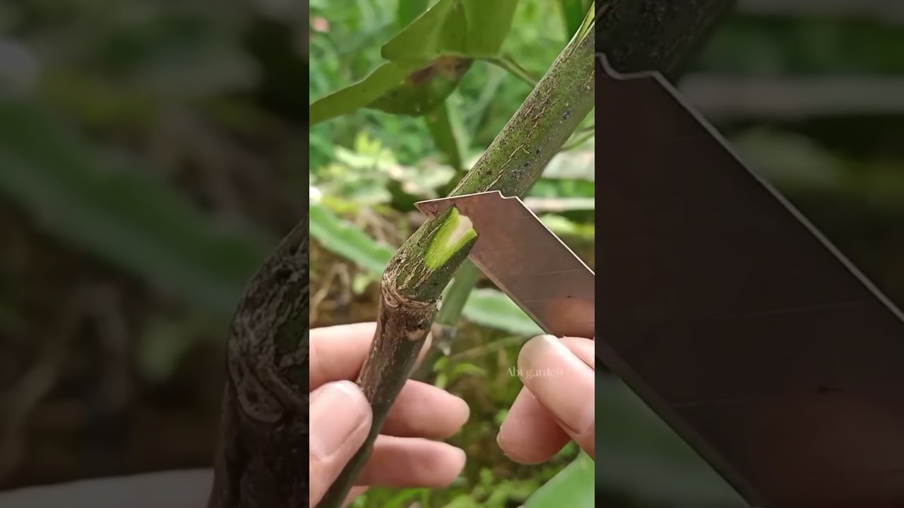 Whip and Tongue Grafting Hacks That Will Transform Your Fruit Trees! | Step-by-Step Expert Guide