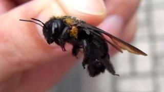 クマバチの針は刺されたら抜ける 残る クマンバチには針がない