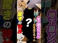 保護カフェCHACHAの地下アイドル たまぼてちゃんの特技とは!?