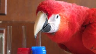 Scarlet Macaw Diego Training With Clicker (Ara Arakanga Diego A Trénink Podávání)