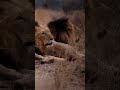 This  what happened when male lions are chill together in serengeti national part Tanzania