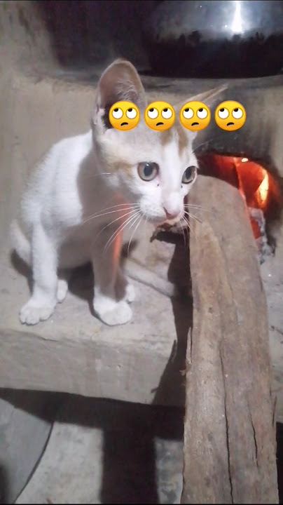 #comedy funny#cute #cat #please_subscribe_my_channel