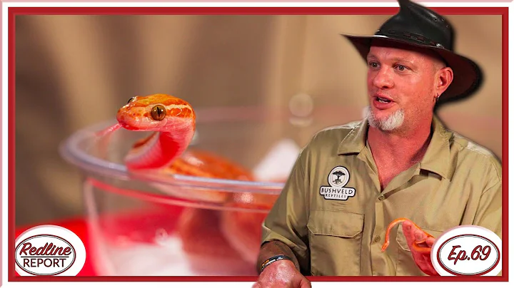 Why House Snakes are the BEST PET SNAKE with Bushveld Reptiles - Redline Report Ep.69