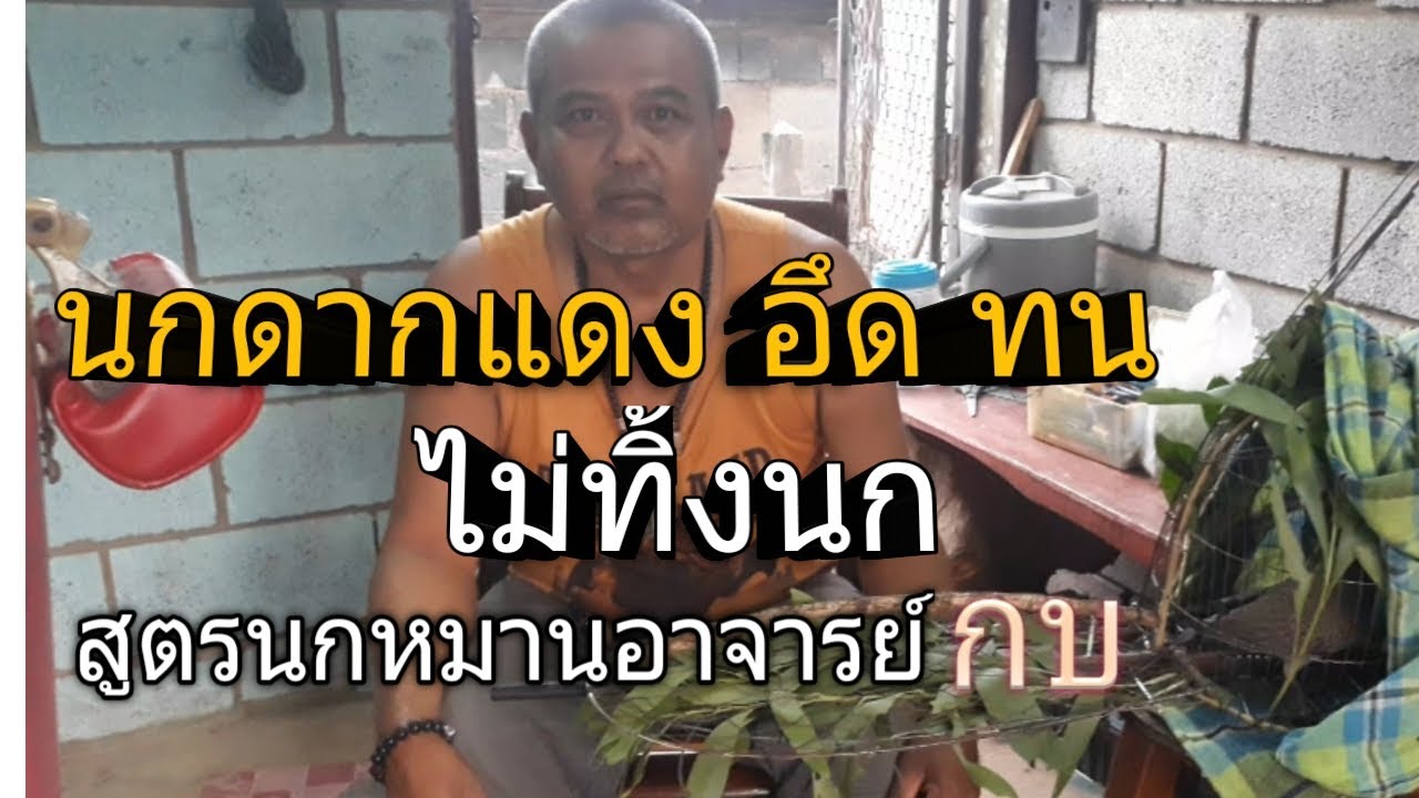 นกต่อดากแดง อึด ทน หมาน สูตรอาจารย์ กบ