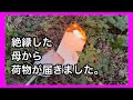 【毒親育ちシンママ】昔の自分との決別 母からの呪いの手紙 不器用な親子